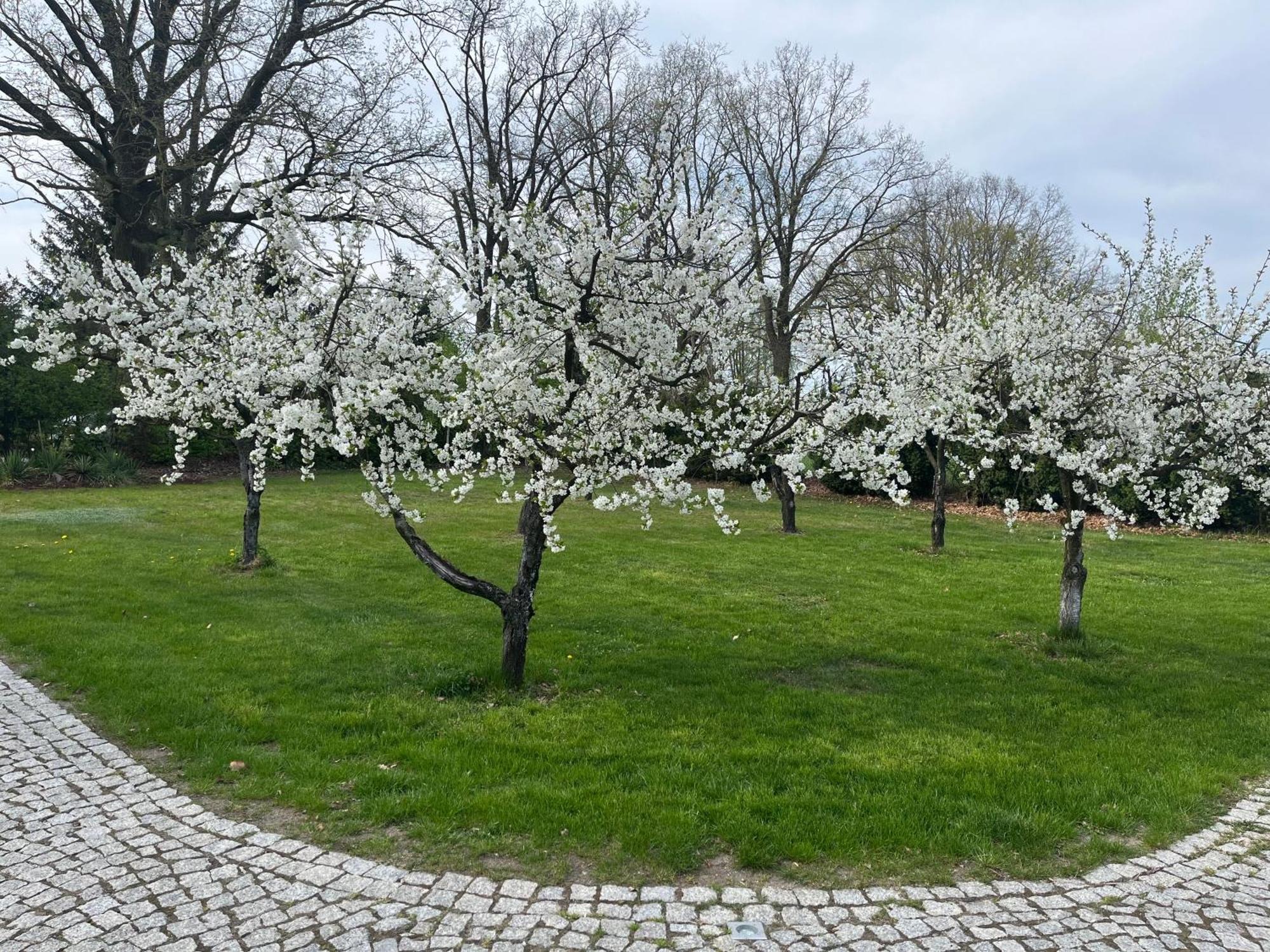 "Wisniowy Sad"Agroturystyka Iława Exterior foto